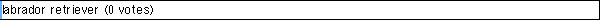 labrador retriever (0 votes)